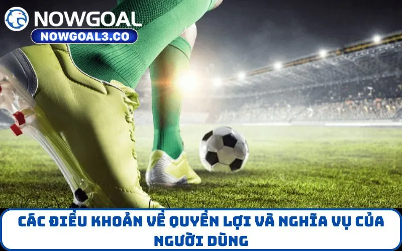 Các điều khoản về quyền lợi và nghĩa vụ của người dùng
